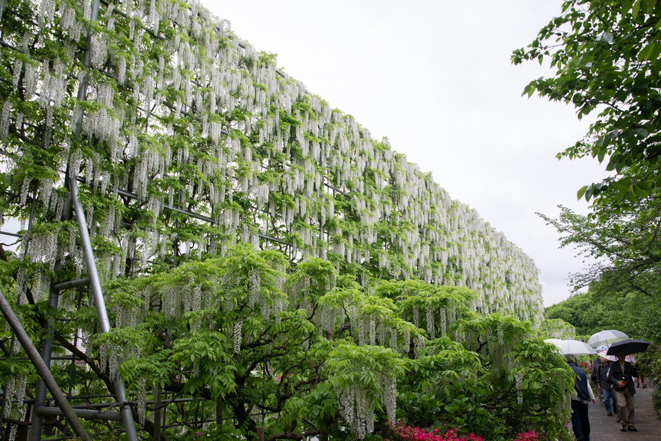 Bức tường hoa tử đằng trắng. (Ảnh: Xuân Giao/TTXVN)