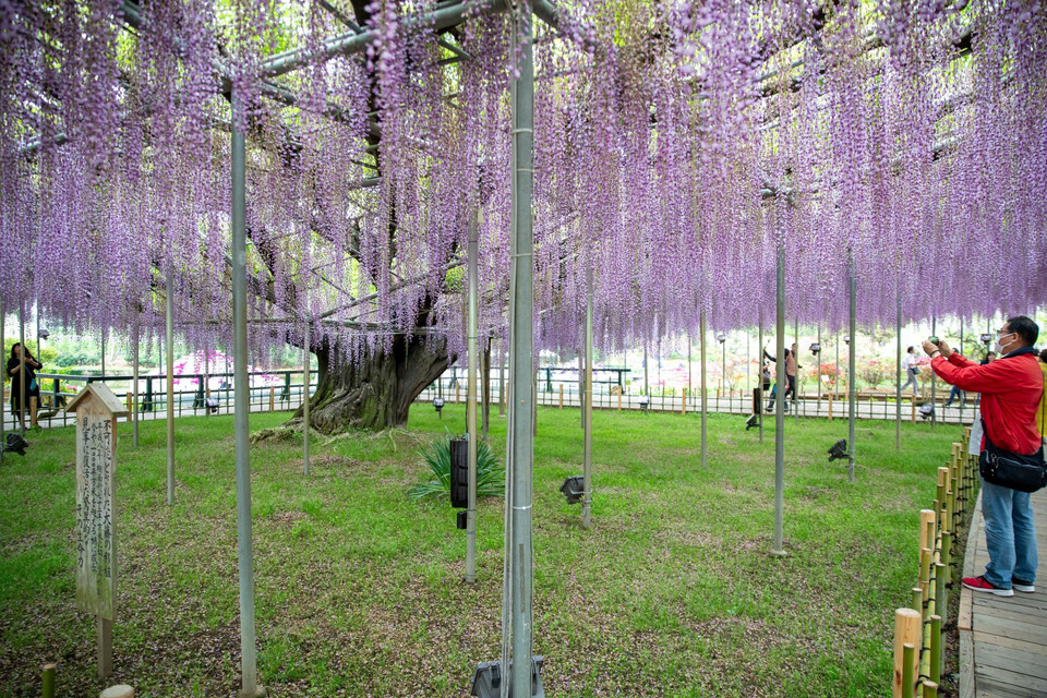 Gốc tử đằng cổ thụ có tán hoa rộng hàng trăm mét vuông. (Ảnh: Xuân Giao/TTXVN)