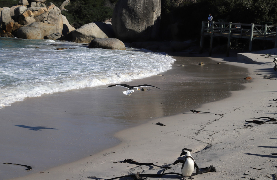 Một chú mòng biển bay lượn trên đầu chim cánh cụt. Hải cẩu và một số loại mòng biển là kẻ thù tự nhiên của chim cánh cụt châu Phi. (Ảnh: Hồng Minh/TTXVN)