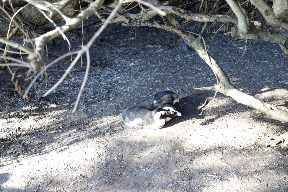 Một cặp chim cánh cụt châu Phi tại bãi biển Boulders, Nam Phi. Ước tính rằng hiện nay chỉ còn lại 8.750 cặp giống cánh cụt châu Phi tại Nam Phi. (Ảnh: Hồng Minh/TTXVN)