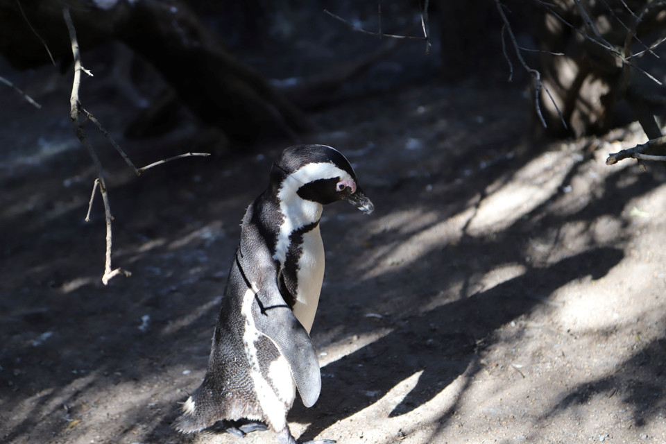 Chim cánh cụt châu Phi thu hút khách du lịch từ khắp nơi trên thế giới đến để chiêm ngưỡng loài chim thấp, chắc nịch với sọc đen đặc biệt chạy dọc hai bên cơ thể. (Ảnh: Hồng Minh/TTXVN)