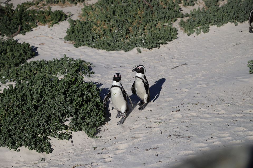 Hai chú chim cánh cụt châu Phi tại bãi biển Boulders, Nam Phi, dường như không hề bối rối trước những người chụp ảnh. (Ảnh: Hồng Minh/TTXVN)