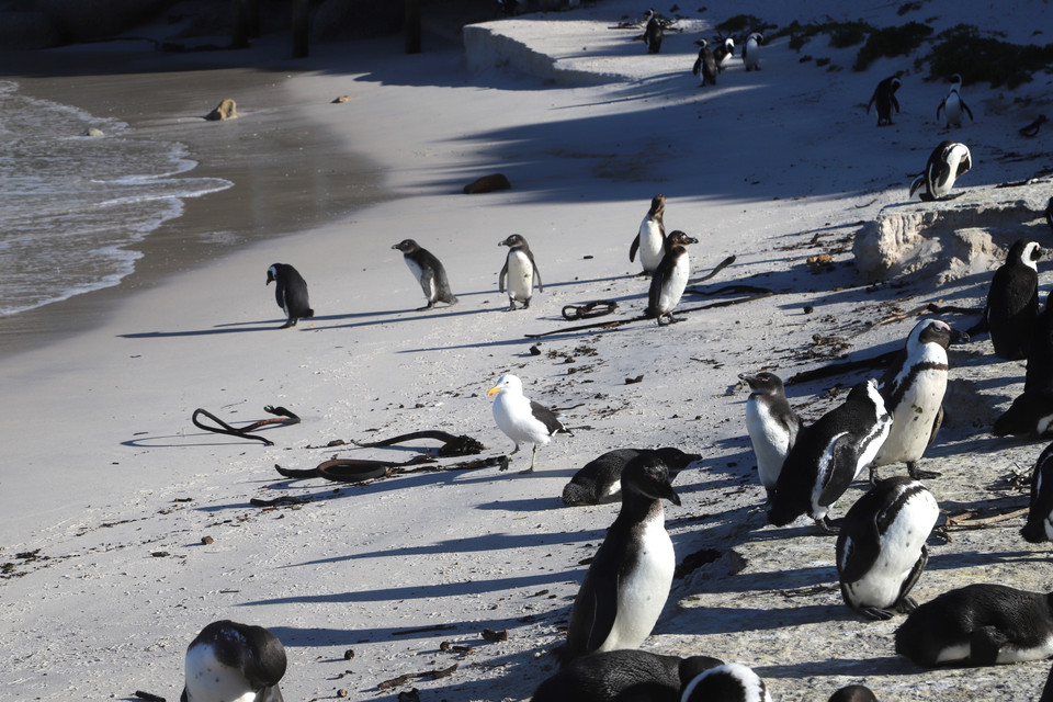 Một chú mòng biển kiếm ăn giữa bầy chim cánh cụt tại bãi biển Boulders, Nam Phi. Hải cẩu và một số loại mòng biển là kẻ thù tự nhiên của chim cánh cụt châu Phi. (Ảnh: Hồng Minh/TTXVN)
