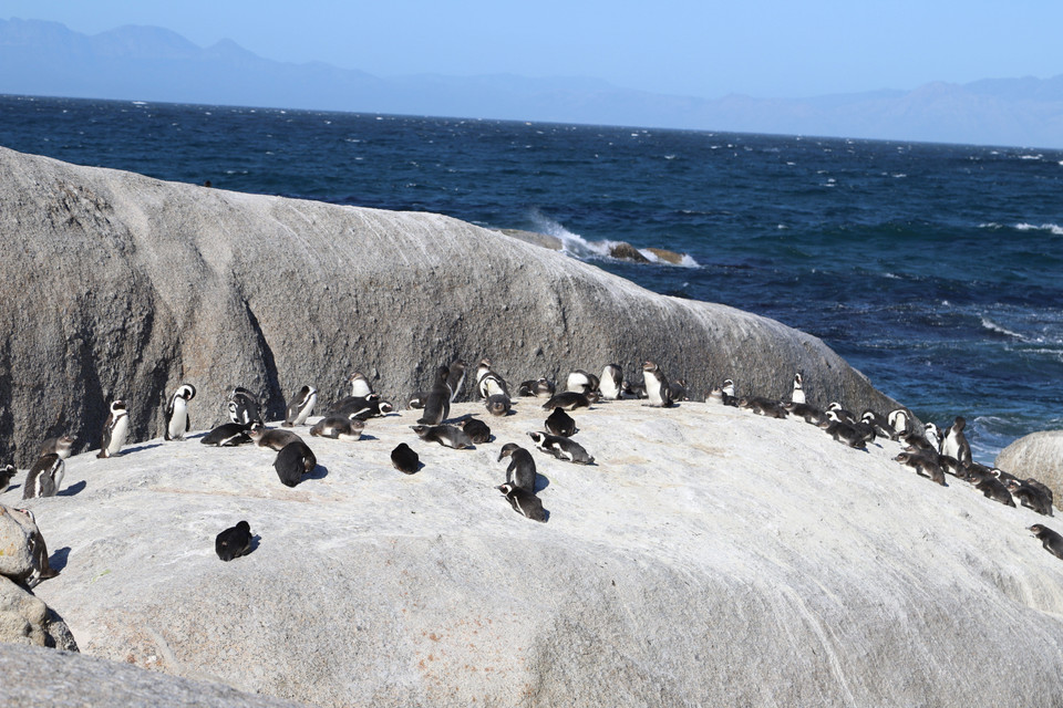 Các chú chim cánh cụt phơi nắng tại bãi biển Boulders, Nam Phi. (Ảnh: Hồng Minh/TTXVN)