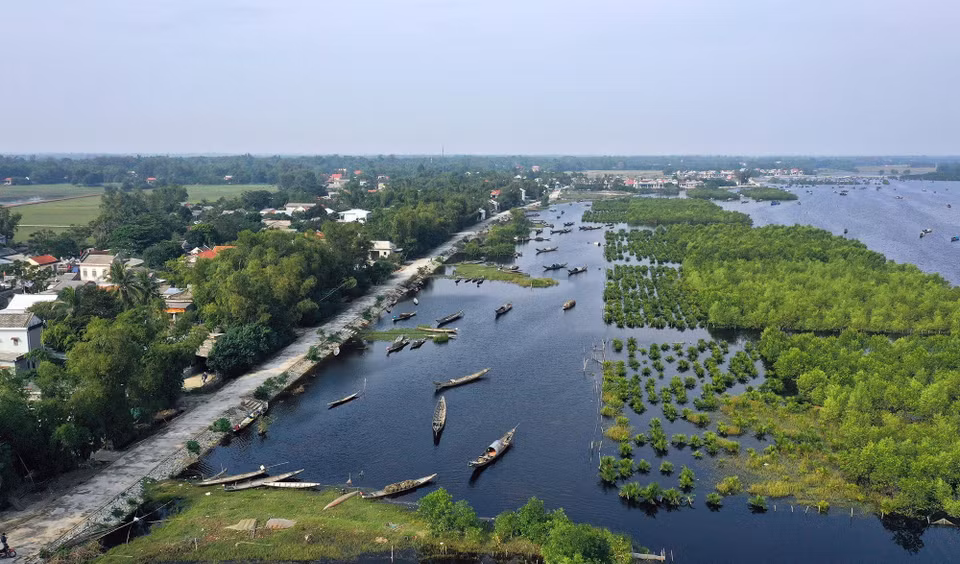 Rừng ngập mặn như những bức bình phong bảo vệ an toàn cho thuyền bè neo đậu và nhà cửa của người dân phía trong đầm phá Tam Giang ở khu vực xã Quảng Lợi, huyện Quảng Điền. (Ảnh: Hồ Cầu/TTXVN)