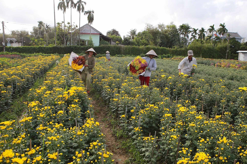 Làng hoa Phú Mậu, huyện Phú Vang, tỉnh Thừa Thiên-Huế trồng nhiều loại hoa phục vụ thị trường Tết. (Ảnh: Hồ Cầu/TTXVN)
