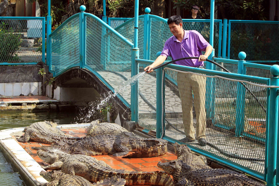 Chăm sóc cho cá sấu là niềm đam mê của ông Cao Văn Tuấn. (Ảnh: An Đăng/TTXVN)