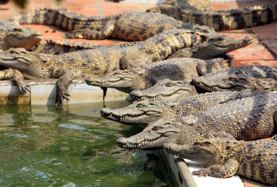 Cá sấu thương phẩm thường được nuôi từ 2,5-3 năm, cá sấu nuôi lấy da khoảng 4 năm và nuôi thêm 6 tháng dưỡng da. (Ảnh: An Đăng/TTXVN)