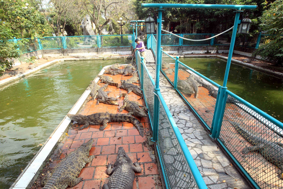 Bể nuôi cá sấu của ông Cao Văn Tuấn được quây bằng hàng rào sắt, đảm bảo an toàn cho du khách đến tham quan. (Ảnh: An Đăng/TTXVN)