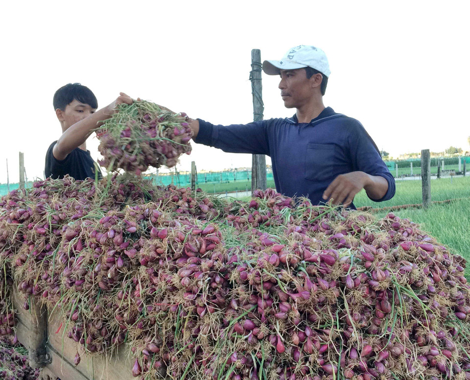 Thu hoạch hành tím - đặc sản nổi tiếng của huyện đảo Lý Sơn (Quảng Ngãi). (Ảnh: Phước Ngọc/TTXVN)
