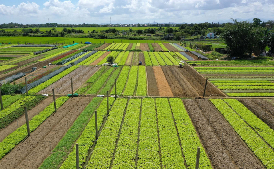 Huyện Quảng Điền là địa phương có vùng rau chuyên canh lớn nhất của Thừa Thiên-Huế với diện tích hơn 300 ha, trong đó rau trồng theo tiêu chuẩn VietGAP trên 70 ha. Trong ảnh: Vùng sản xuất rau an toàn ở xã Quảng Thành, huyện Quảng Điền (Thừa Thiên-Huế). (Ảnh: Hồ Cầu/TTXVN)