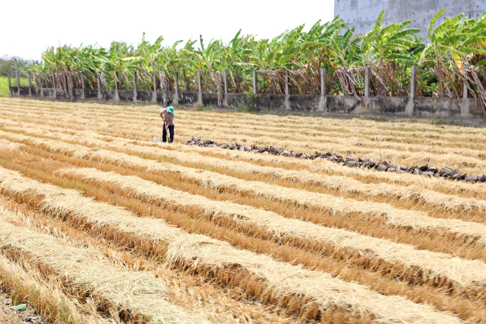 Người dân ở xã Long Hòa, thị xã Gò Công chuyển đổi cây trồng khác trên dịch tích đất lúa. (Ảnh: Vũ Sinh/TTXVN)