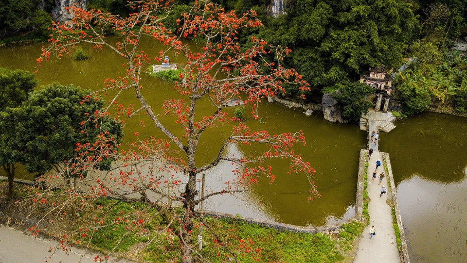 Cây gạo đầu làng, cây gạo bên đình chùa đền miếu trở thành thân quen với người làng quê Việt Nam. (Ảnh: Minh Đức/TTXVN)