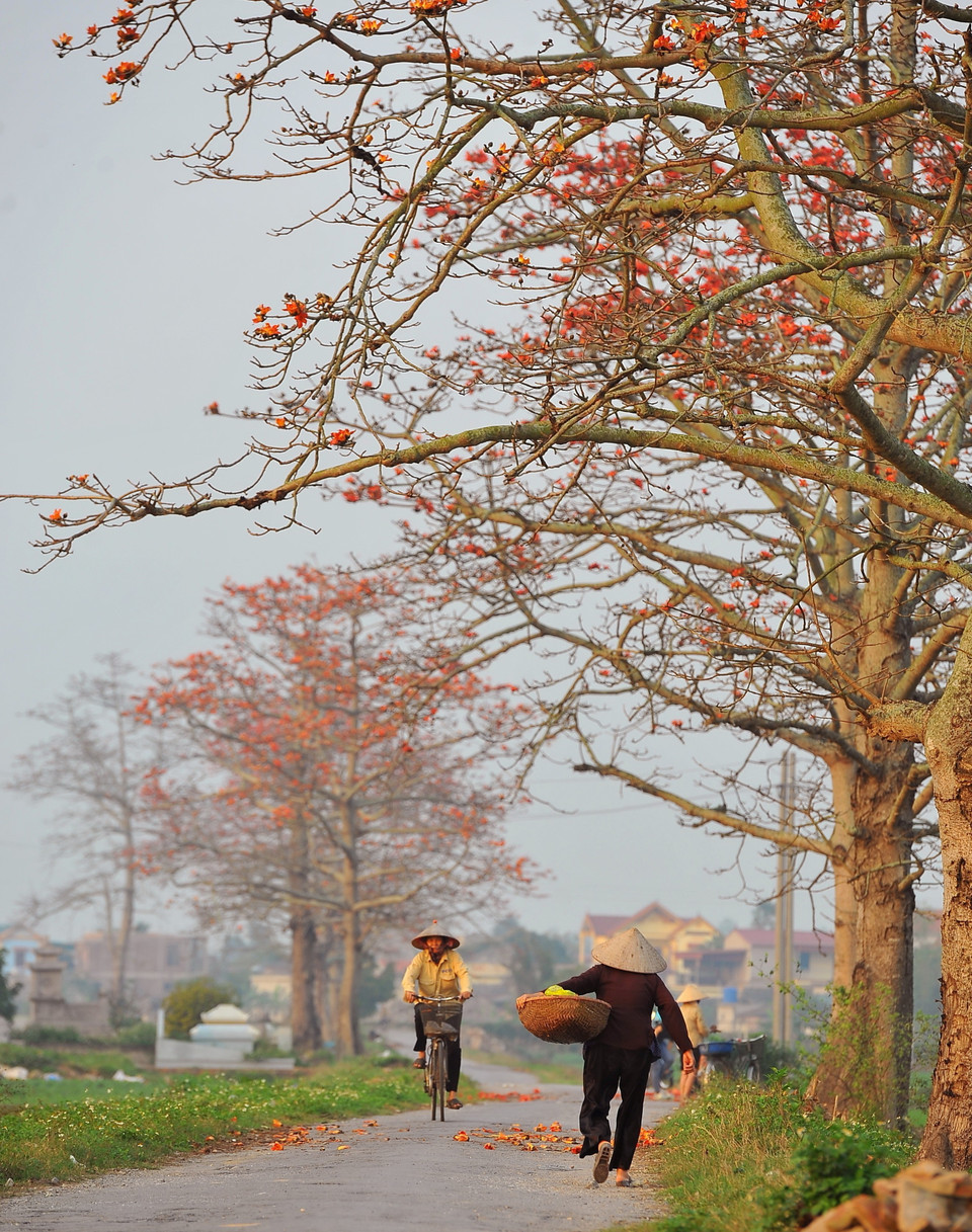 Hoa nở đỏ rực như xua tan đi sự ảm đạm của những ngày cuối mùa Xuân, tạo nên những mảng màu ấn tượng và ấm áp. (Ảnh: Minh Đức/TTXVN)
