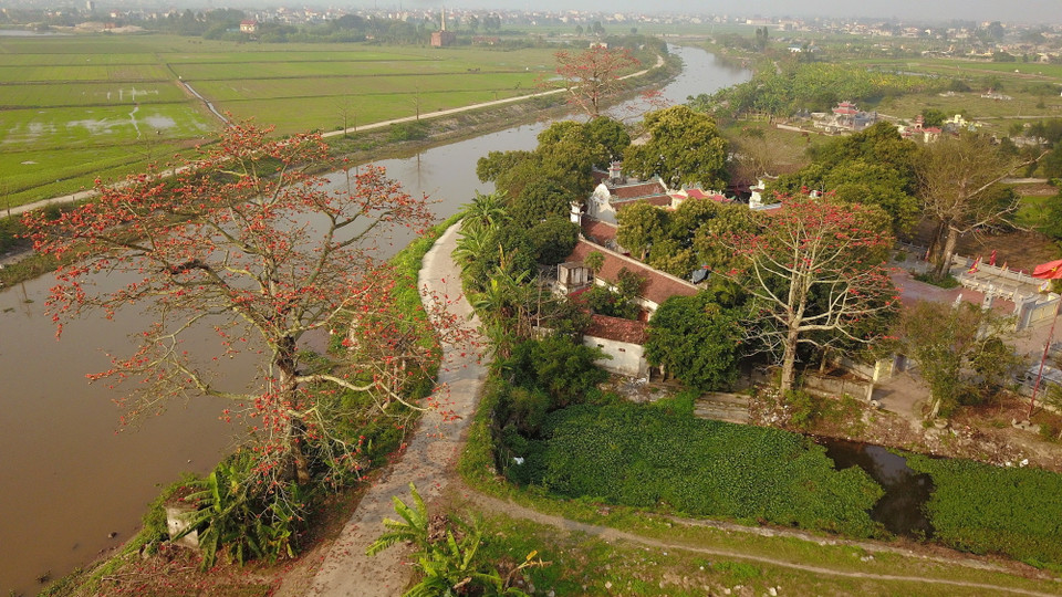 Tháng Ba mùa hoa gạo, mùa của những luyến tiếc, nhớ thương khi hoài niệm về những ngày thơ ấu chốn quê nhà. (Ảnh: Minh Đức/TTXVN)