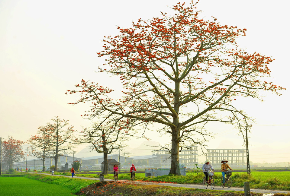 Mùa hoa gạo gắn liền với tháng Ba. Hoa gạo nở là lúc những đợt rét cuối cùng của mùa Đông sắp qua, mùa Hè sắp đến. (Ảnh: Minh Đức/TTXVN)