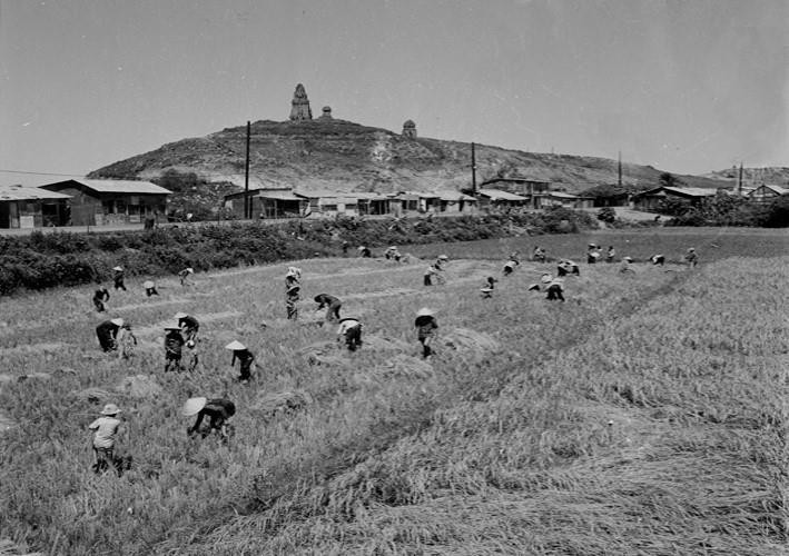 Lần lượt các ngày 26/3 và 29/3, Huế và Đà Nẵng được giải phóng. Đến ngày 3/4, toàn bộ các tỉnh đồng bằng ven biển miền Trung được giải phóng. Trong ảnh: Nông dân Bình Định thu hoạch lúa Đông Xuân sau ngày giải phóng. (Ảnh: Lâm Hồng Long/TTXVN)