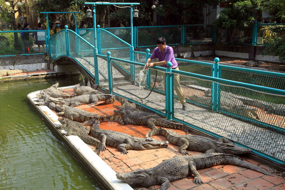 Trang trại nuôi cá sấu của ông Cao Văn Tuấn nằm trên địa bàn thuộc quận Hồng Bàng, thành phố Hải Phòng, cùng với sự táo bạo, ham tìm tòi, học hỏi cái mới, mạnh dạn áp dụng khoa học-kỹ thuật vào sản xuất đến nay trang trại nuôi cá sấu mà ông sở hữu được xem là trại cá sấu lớn nhất miền Bắc, với tổng đàn khoảng hơn 3.000 con trên diện tích hơn 10.000 m2. (Ảnh: An Đăng/TTXVN)
