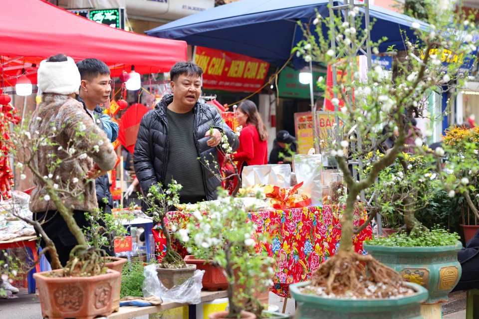 Chợ hoa Hàng Lược có đủ mọi loại hoa để phục vụ nhu cầu chơi hoa của bất kỳ người chơi hoa sành điệu nào. (Ảnh: Thanh Tùng/TTXVN)