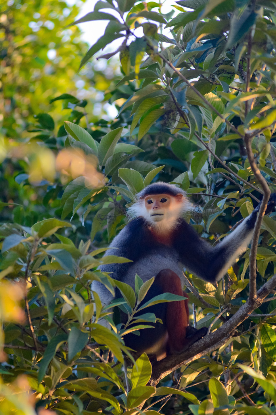 Voọc chà vá chân nâu thuộc nhóm khỉ ăn lá, nhưng thỉnh thoảng chúng vẫn ăn thêm quả hoặc hạt tùy theo mùa khác nhau. (Ảnh: Văn Dũng/TTXVN)