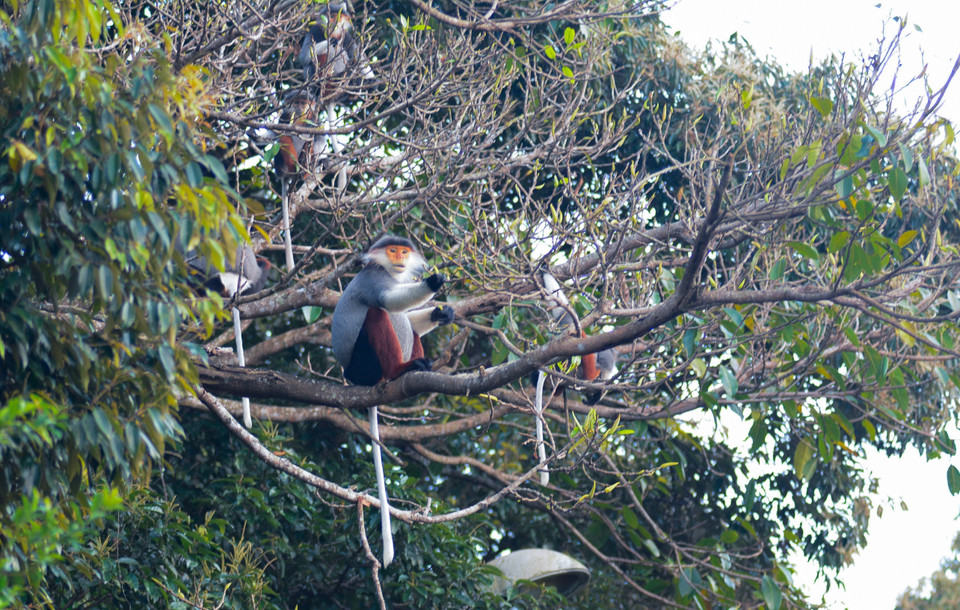 Gia đình voọc Chà vá chân nâu đang ăn lá cây. (Ảnh: Văn Dũng/TTXVN)