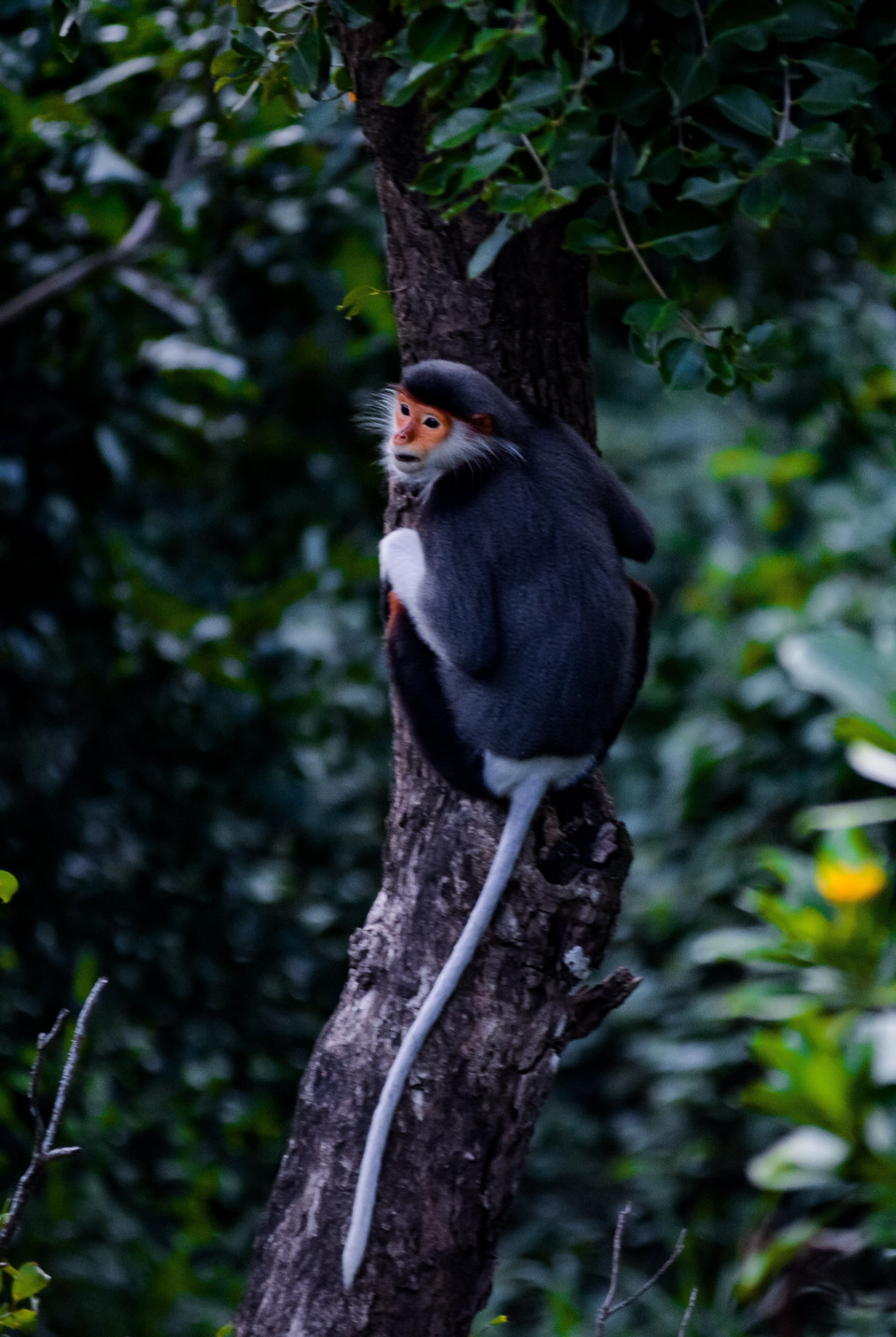 Voọc Chà vá chân nâu leo cây. (Ảnh: Văn Dũng/TTXVN)