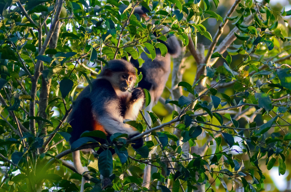 Cận cảnh Voọc Chà vá chân nâu con. (Ảnh: Văn Dũng/TTXVN)