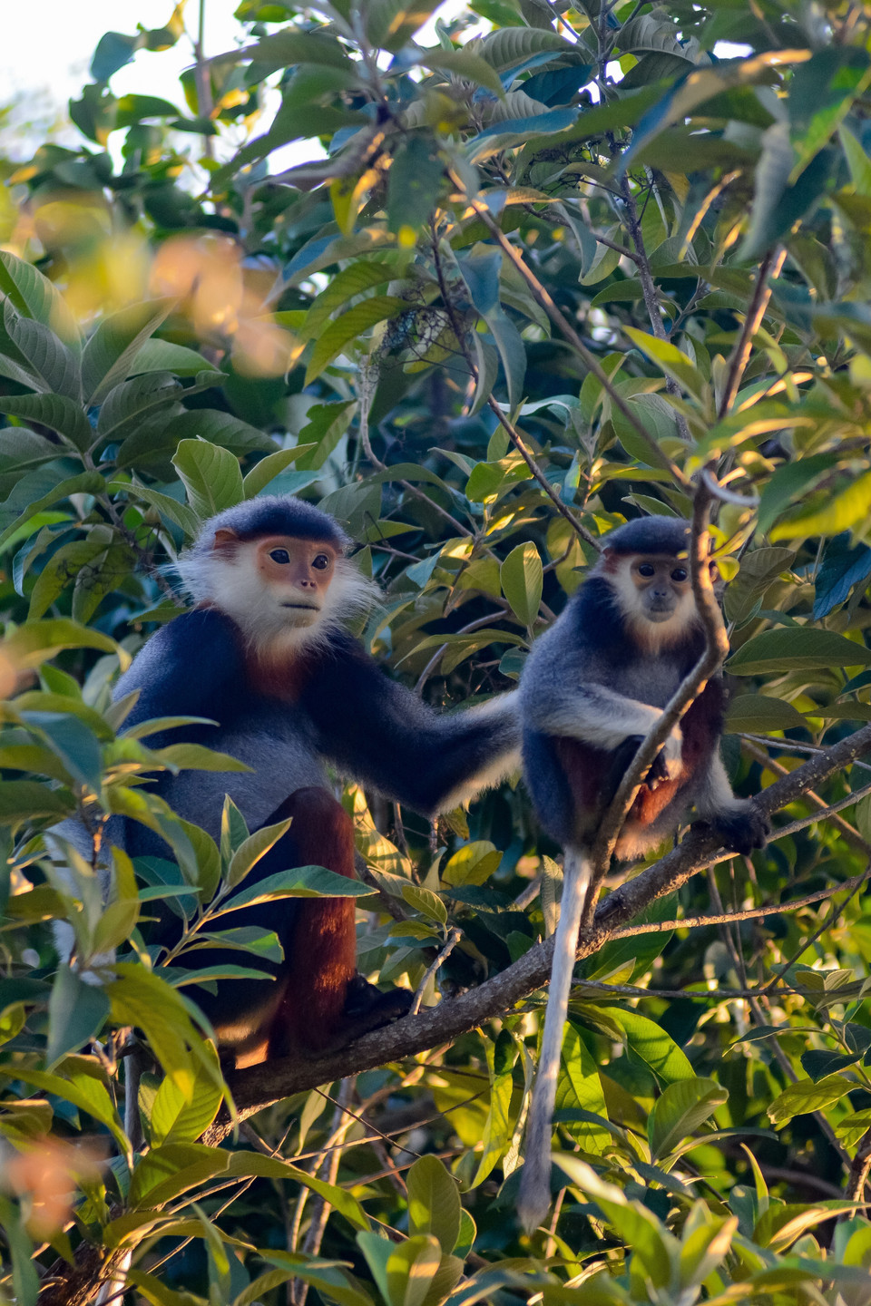 Voọc chà vá chân nâu là nhóm động vật hoạt động ban ngày và sống chủ yếu trên cây. Các gia đình Voọc thường lựa chọn các cây cao, to, tán dày để ngủ và đặc biệt chúng không bao giờ ngủ trong các hang hoặc vách đá. (Ảnh: Văn Dũng/TTXVN)