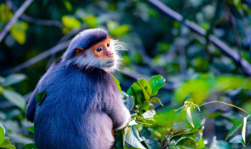 Cận cảnh voọc Chà vá chân nâu. (Ảnh: Văn Dũng/TTXVN)