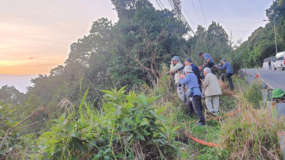 Du khách nước ngoài thích thú chụp ảnh voọc Chà vá chân nâu tại Bán đảo Sơn Trà. (Ảnh: Văn Dũng/TTXVN)