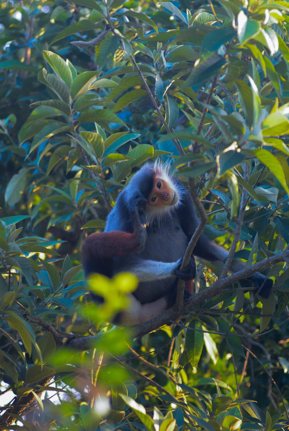 Voọc chà vá chân nâu thuộc nhóm khỉ ăn lá, nhưng thỉnh thoảng chúng vẫn ăn thêm quả hoặc hạt tùy theo mùa khác nhau. (Ảnh: Văn Dũng/TTXVN)