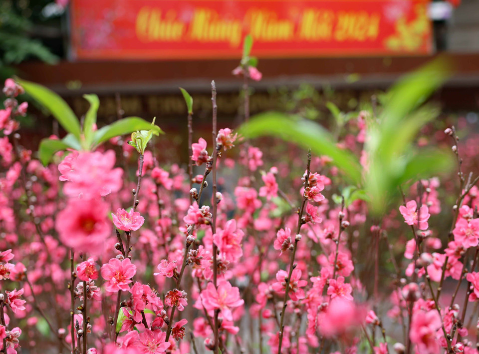 Sắc thắm hoa đào chào Xuân mới. (Ảnh: Thanh Tùng/TTXVN)