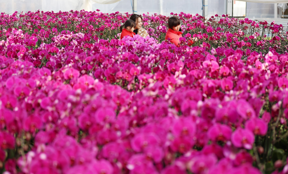 Hoa tươi khoe sắc rực rỡ tại chợ hoa Tết Nguyên đán ở tỉnh Sơn Đông, Trung Quốc. (Ảnh: THX/TTXVN)