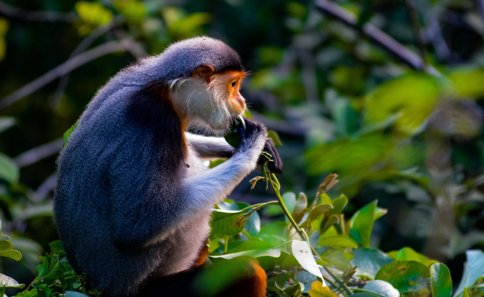 Voọc Chà vá chân nâu đang ăn lá. (Ảnh: Văn Dũng/TTXVN)