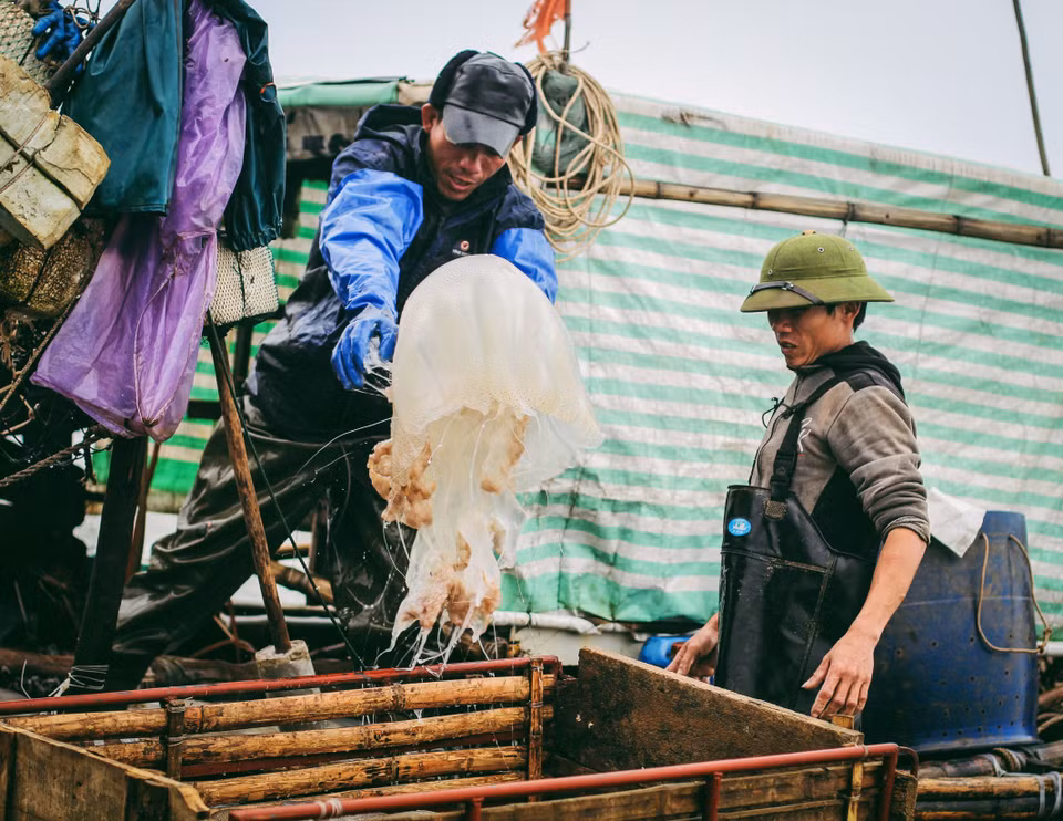 Những người đàn ông chuyển sứa từ thuyền lên xe kéo để đưa vào bờ. (Ảnh: Thanh Dung/Vietnam+)