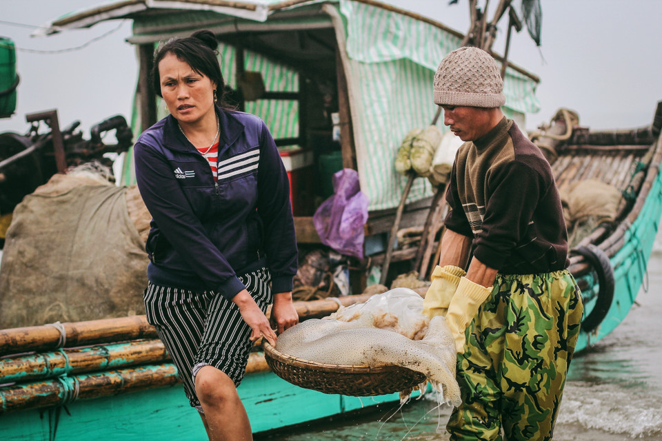 Sứa được mang lên bờ để sơ chế loại bỏ những chất bẩn và được bán với giá khoảng 20.000 đồng/kg. (Ảnh: Thanh Dung/Vietnam+)