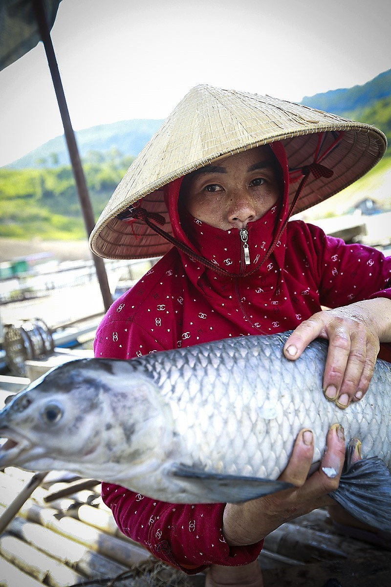 Gia đình chị Đinh Thị Thọ có 7 lồng bè nuôi cá lồng, chỉ trong ngày 6/7, gần 1 tấn cá chủ yếu là cá lăng, chiên, trắm đen tại các lồng nuôi của gia đình chị đã bị chết do bị thiếu ôxy và bị sặc bùn vào mang cá. (Ảnh: Trọng Đạt/TTXVN)