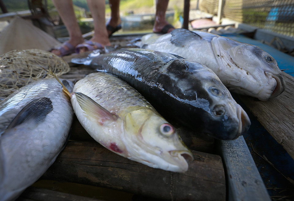 Rất nhiều cá to chờ đến ngày thu hoạch bị chết tại các xã huyện Đà Bắc do sặc bùn, thiếu ôxy bởi mực nước sông Đà xuống thấp. (Ảnh: Trọng Đạt/TTXVN)