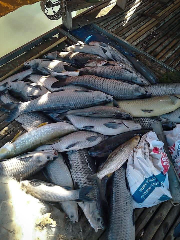 Rất nhiều cá to chờ đến ngày thu hoạch bị chết tại các xã huyện Đà Bắc do bị sặc bùn, thiếu ôxy bởi mực nước sông Đà xuống thấp. (Ảnh: Trọng Đạt/TTXVN)