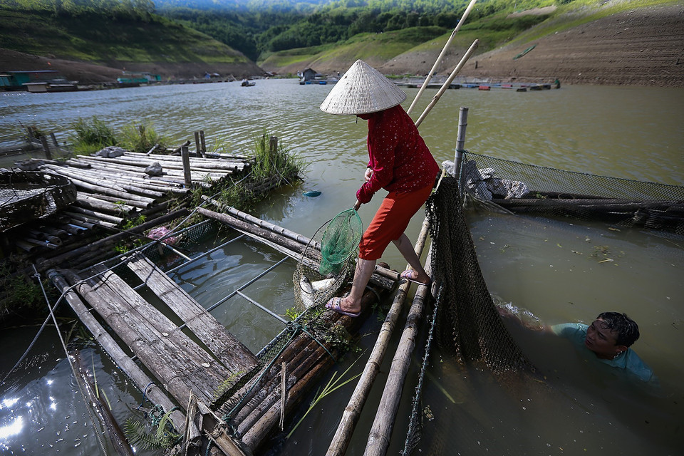 Do mực nước hồ Hòa Bình xuống thấp, người dân xã Tiền Phong (Đà Bắc) thường xuyên phải túc trực trên lồng bè một phần để sục ôxy cho cá, một phần để vớt những con cá chết trong lồng để tránh ô nhiễm nước. (Ảnh: Trọng Đạt/TTXVN)