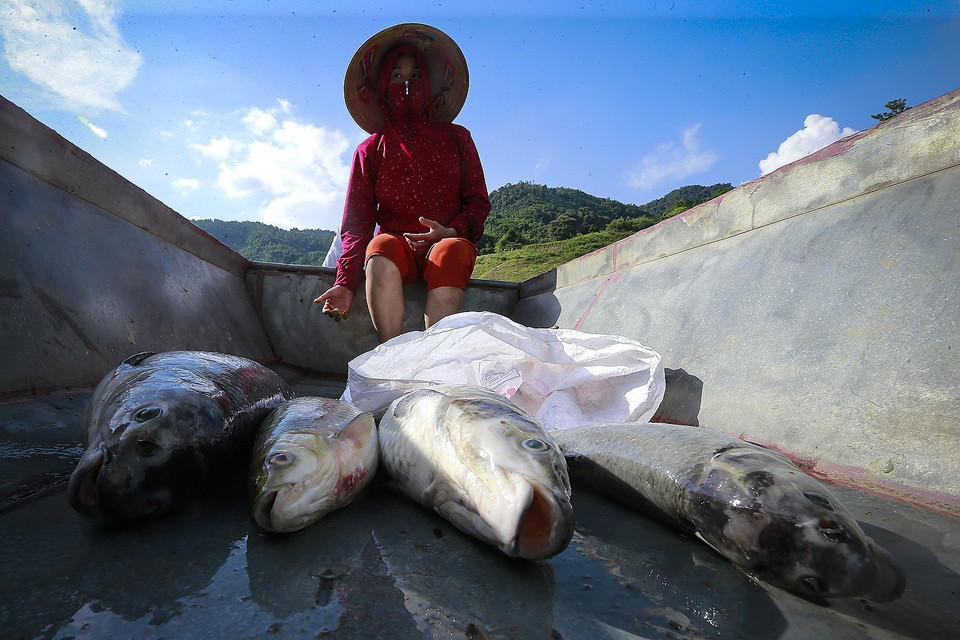 Vài lần một ngày vợ chồng anh Đinh Công Tiện, xóm Điêng Lựng, xã Tiền Phong (Đà Bắc) thay nhau ra lồng bè sục khí ôxy cứu cá và vớt cá chết về để kịp xử lý. (Ảnh: Trọng Đạt/TTXVN)