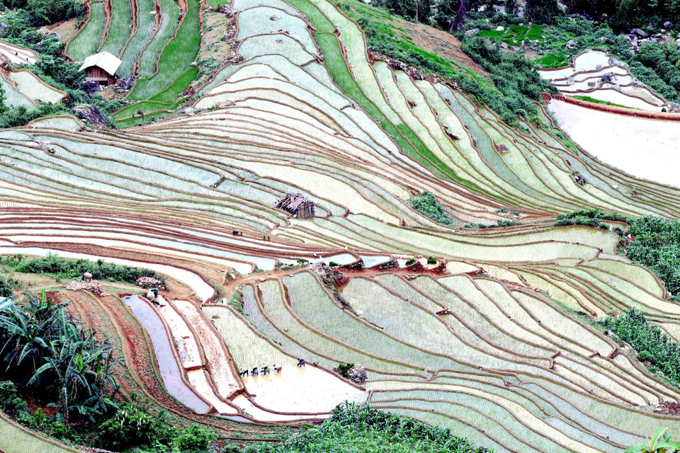 Mỗi khi có nước về, đồng bào dân tộc Mông, Thái tại xã Chiềng Muôn, huyện Mường La, tỉnh Sơn La tranh thủ làm đất để gieo cấy lúa. (Ảnh: Quang Quyết/TTXVN)