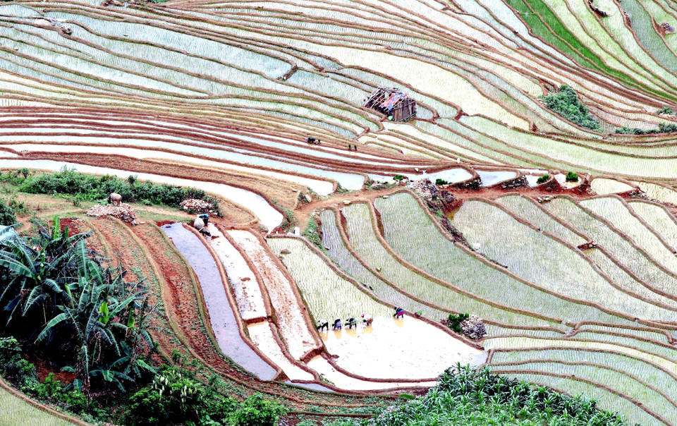 Mỗi khi có nước về, đồng bào dân tộc Mông, Thái tại xã Chiềng Muôn, huyện Mường La, tỉnh Sơn La tranh thủ làm đất để gieo cấy lúa. (Ảnh: Quang Quyết/TTXVN)