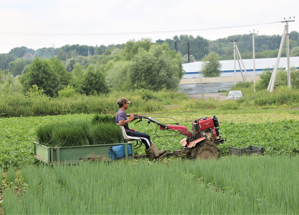 Trong cái nắng không hề dễ chịu của mùa Hè nước Nga, phóng viên TTXVN đến làng Timonino thuộc quận Ramen ở ngoại ô thủ đô Moskva để tìm hiểu về những người Việt sống bằng nghề trồng rau nơi đây. (Ảnh: Duy Trinh/TTXVN)