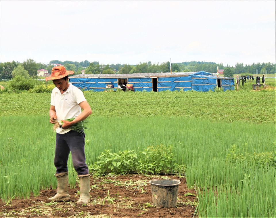 Trong giai đoạn mùa Đông, do giá thuê nhà kính trồng rau nên tiền công trả cho người trồng rau cũng bị thấp đi, thu nhập chỉ đủ trang trải chi phí cho họ sống qua ngày. (Ảnh: Duy Trinh/TTXVN)