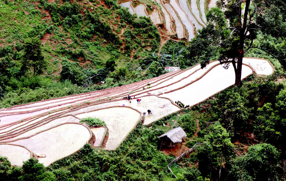 Ruộng bậc thang tại xã Chiềng Muôn, huyện Mường La, tỉnh Sơn La. (Ảnh: Quang Quyết/TTXVN)