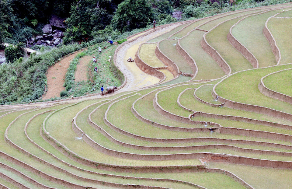 Ruộng bậc thang tại xã Chiềng Muôn, huyện Mường La, tỉnh Sơn La. (Ảnh: Quang Quyết/TTXVN)