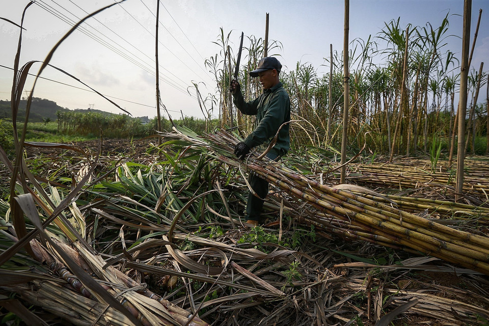 Anh Bùi Văn Minh (thị trấn Mãn Đức) là người được thuê thu hoạch mía trên ruộng mía thuộc xóm Nen, xã Tử Nê. Việc của anh là hạ những cây mía xuống và bó lại từng bó, khoảng 16 cây/bó có khối lượng khoảng 30kg/bó. (Ảnh: Trọng Đạt/TTXVN)