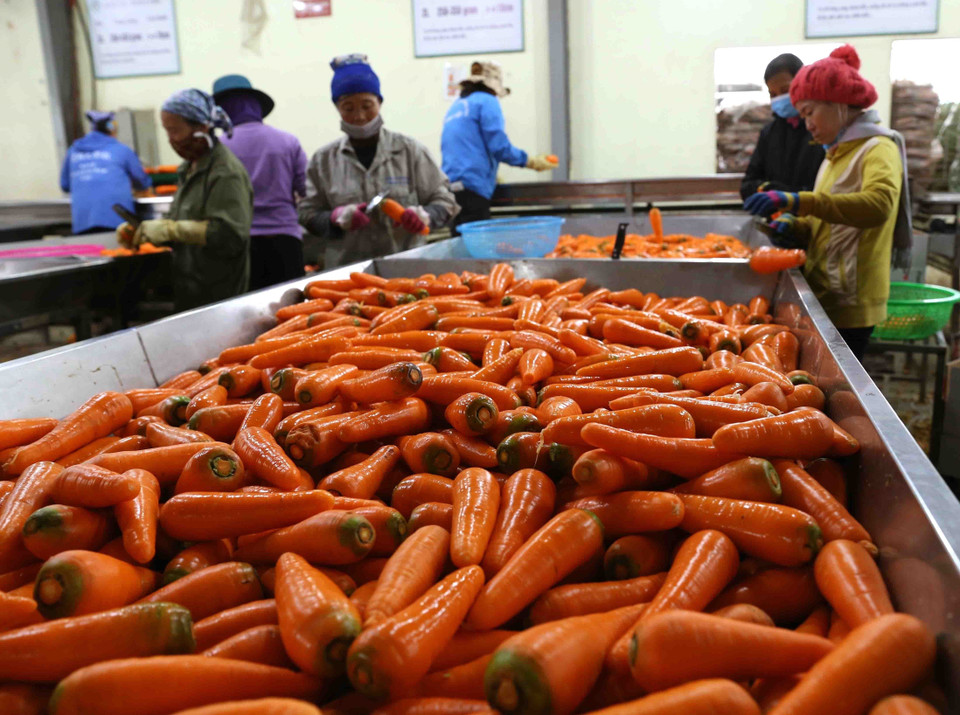 Pháp là thị trường xuất khẩu rau, quả lớn thứ 2 của Việt Nam tại EU (chỉ sau thị trường Hà Lan). Trong ảnh: Phân loại sản phẩm cà rốt xuất khẩu tại Công ty Cổ phần Nông sản Hưng Việt, huyện Gia Lộc, tỉnh Hải Dương. (Ảnh: Vũ Sinh/TTXVN)