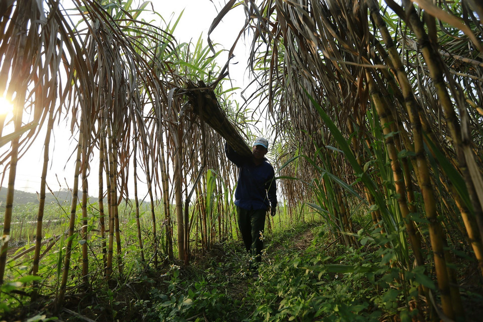 Những người công nhân vác mía thuê tại một ruộng mía xã Tử Nê, họ sẽ vận chuyển một quãng đường khoang 300m với bó mía 30kg trên vai. (Ảnh: Trọng Đạt/TTXVN)